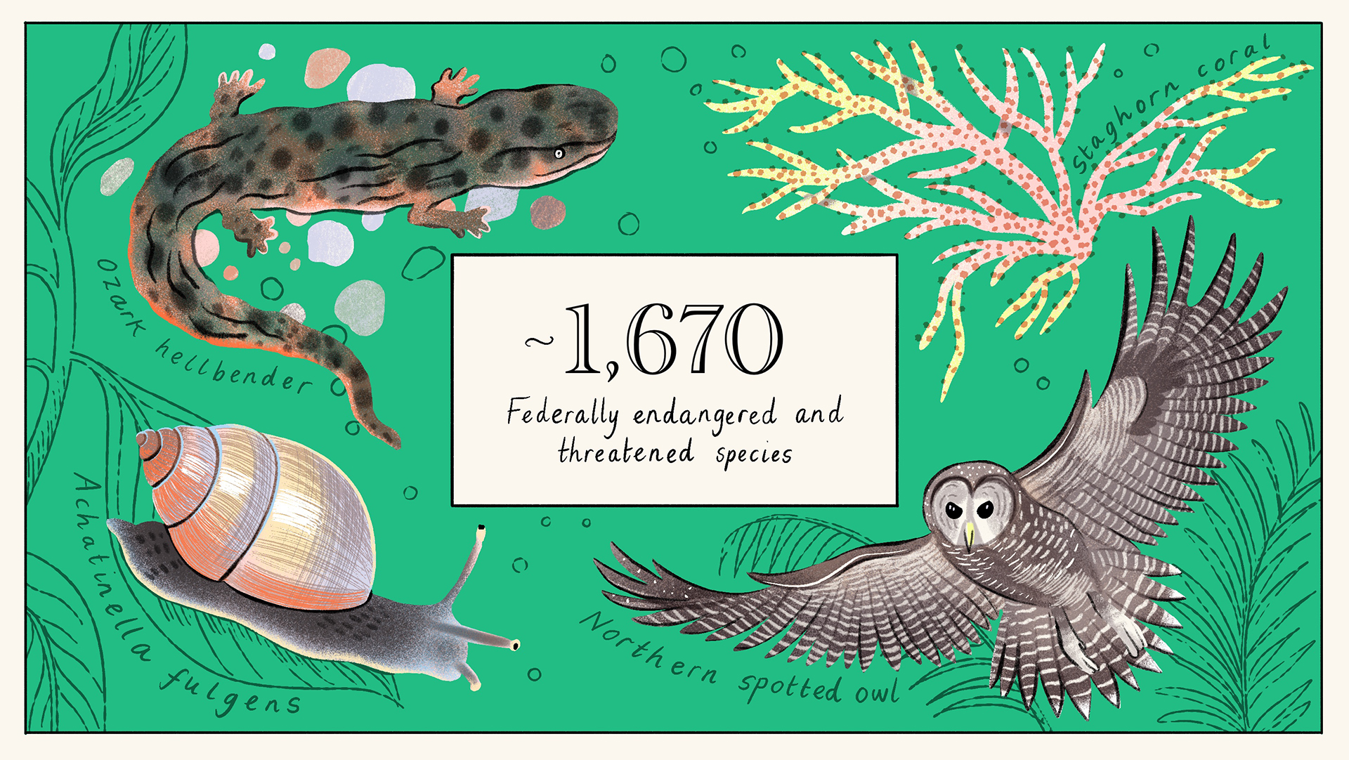 Data: US Fish and Wildlife Service/National Marine Fisheries Service. Eleanor Taylor for Vox