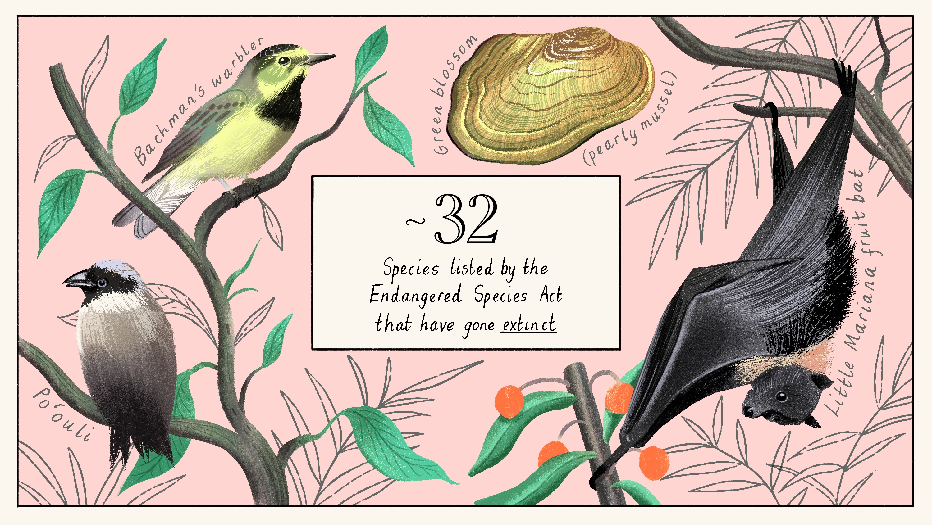 Data: US Fish and Wildlife Service. Eleanor Taylor for Vox